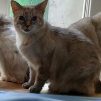 photo de livraison pour La Compagnie des Chats bleus