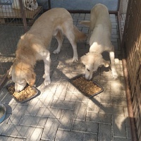 photo de livraison pour Civic Initiative Kane Korzo Skopje