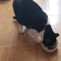 photo de livraison pour Les Pattes de la Liberté 