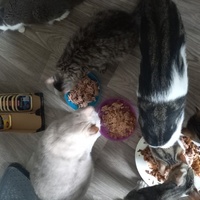 photo de livraison pour Les Pattounes de l'Espoir