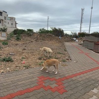 photo de livraison pour 4 Pattes Mogador