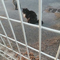 photo de livraison pour L'Ecole du Chat Istreen