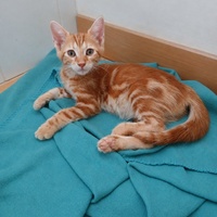 photo de livraison pour Les Chats de la Rue