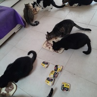 photo de livraison pour Les Amis de Michouette