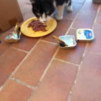 photo de livraison pour L'Ecole du Chat Istreen