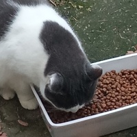 photo de livraison pour Les chats libres de Caro