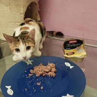 photo de livraison pour Les Chats de la Rue