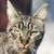 photo animal
