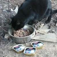 photo de livraison pour Les Chats Libres de la Canterrane