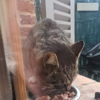 photo de livraison pour MIM Ô CHATS