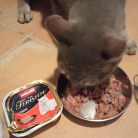 photo de livraison pour Ecole du Chat Libre de Caillerot