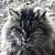 photo animal