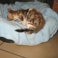 photo de livraison pour Jardin des Chats