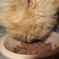 photo de livraison pour Jardin des Chats