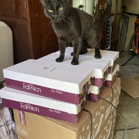 photo de livraison pour STREET CATS