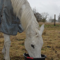 photo de livraison pour Happy Horse Day