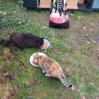 photo de livraison pour Sweety Pets