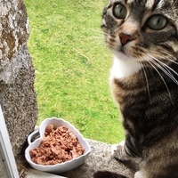 photo de livraison pour Les Pattes de la Liberté 