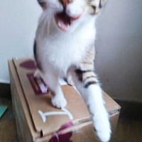 photo de livraison pour Les Chats Libres Condom 32