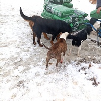 photo de livraison pour Udruzenje za Zastitu Zivotinja Srecko, Valjevo