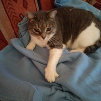 photo de livraison pour Chats Grains d'Amour