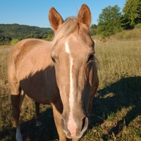 photo de livraison pour Equi-Libre : Droit à la Retraite Equine