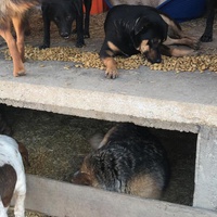 photo de livraison pour Društvo za zaštitu životinja "Bela"