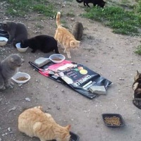 photo de livraison pour Les Chats-Pitresdelavi-Ste