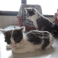 photo de livraison pour Jardin des Chats