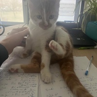 photo de livraison pour Stérilcat 80