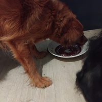 photo de livraison pour Chat Ami pour la Vie