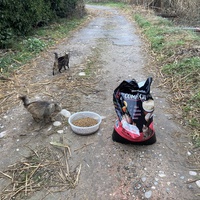 photo de livraison pour Ecole du Chat des Alpilles