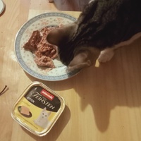 photo de livraison pour Les chats libres de Caro
