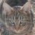 photo animal
