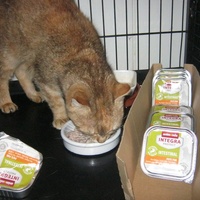 photo de livraison pour Au Bonheur des Chats Libres