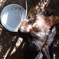 photo de livraison pour Amicale Chats