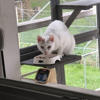photo de livraison pour NAE-NUTTI - Les chats de la maison brûlée