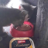 photo de livraison pour Association Chats Errants Val de Nièvre