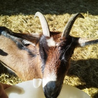 photo de livraison pour Sanctuaire Paradis d'Animaux