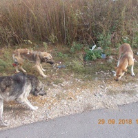 photo de livraison pour Pro Animals Finland ry