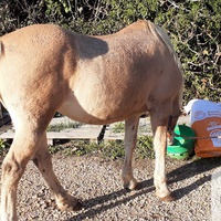 photo de livraison pour Association hippique du Caroux
