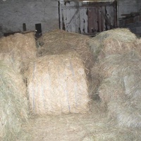 photo de livraison pour Cheval Espoir 33