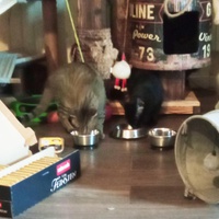 photo de livraison pour Les Chats d'Hauterive