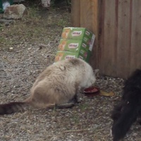 photo de livraison pour Amis des Chats de Cabestany