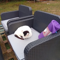 photo de livraison pour Chats Oubliés