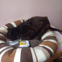 photo de livraison pour Les Amis de Michouette
