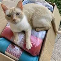 photo de livraison pour SADF (Sauvetage des animaux domestiques de France)