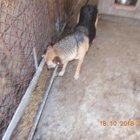 photo de livraison pour Pro Animals Finland ry