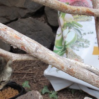 photo de livraison pour Jardin des Chats