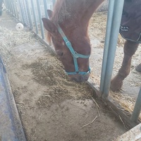 photo de livraison pour Equi-Libre : Droit à la Retraite Equine